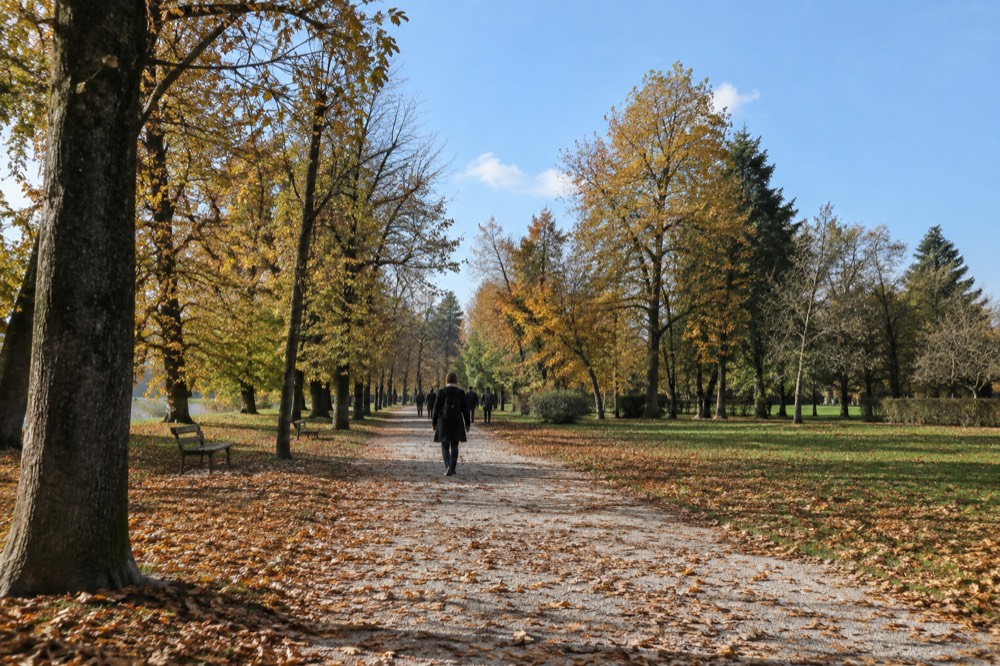 Autumn leaves covering a wide gravel path through tall park trees
