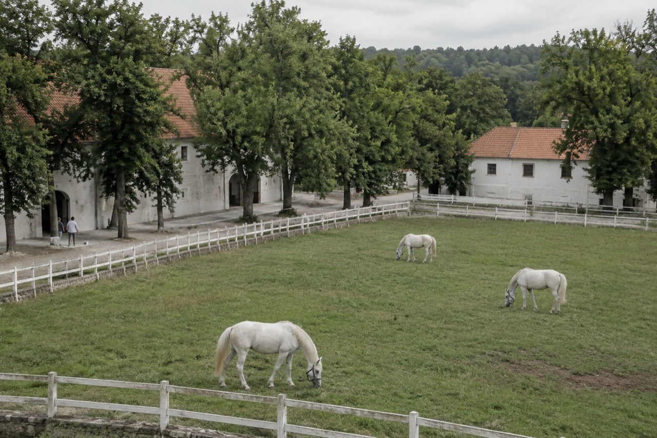 White Lipizzaner horses grazing in a green paddock beside white Karst buildings under a summer sky